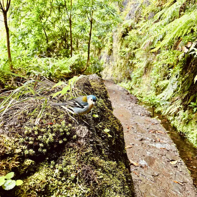 02.-09.11.2026 - MADEIRA