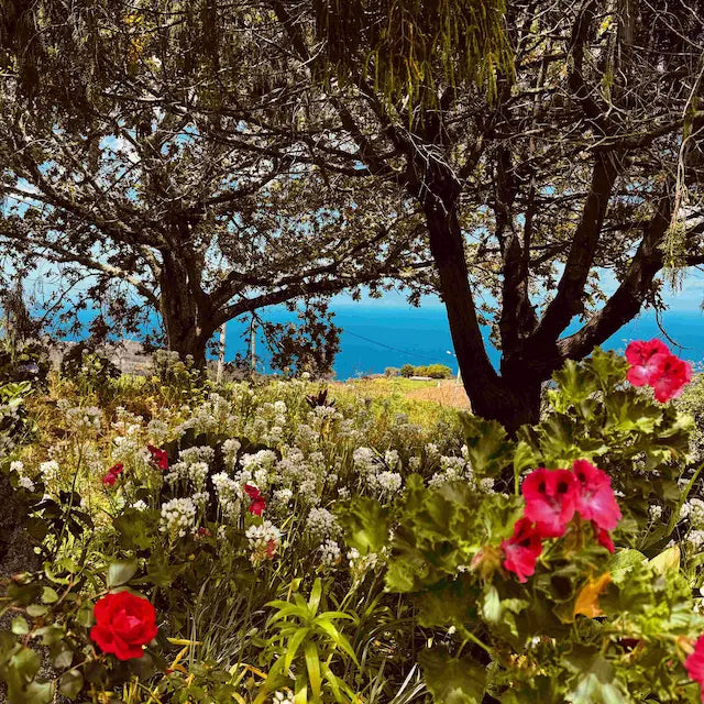 02.-09.11.2026 - MADEIRA