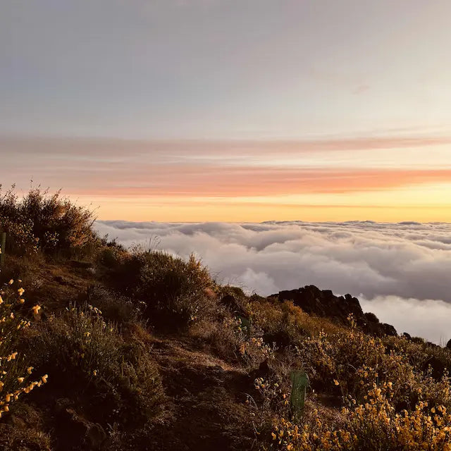 02.-09.11.2026 - MADEIRA